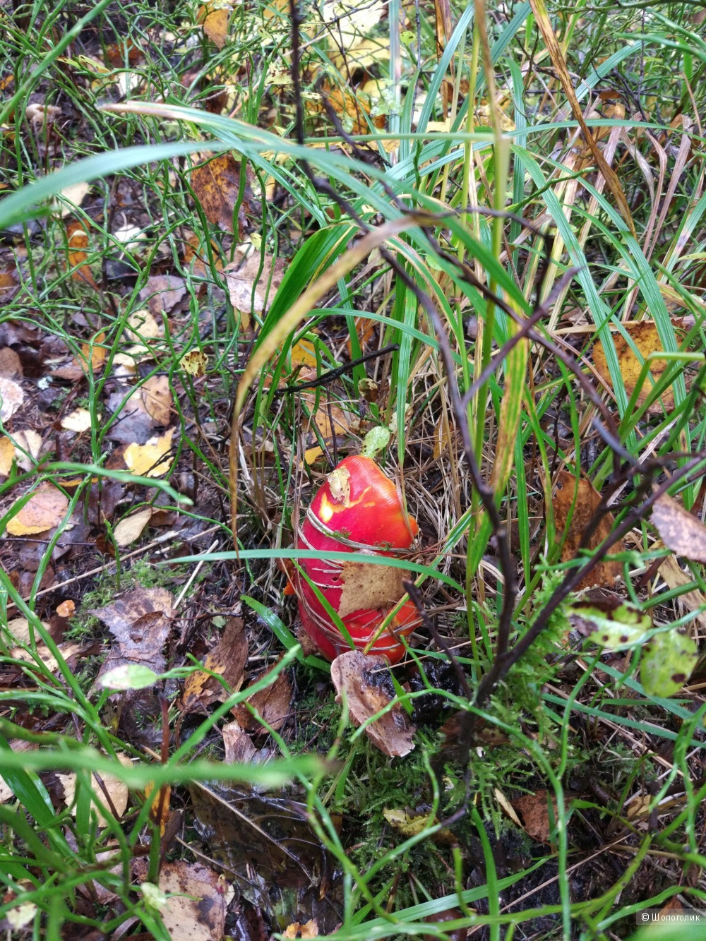 Xiami Mi5 флагман бренда